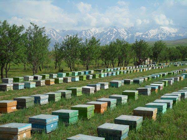 Sustainable Beekeeping: How Your Choice of Raw Honey Supports the Environment