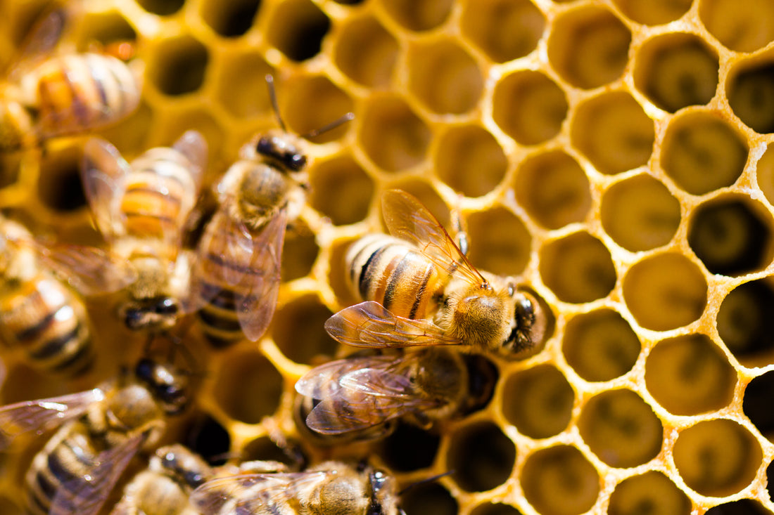 Raw Honey vs. Processed Honey - What's the Difference?
